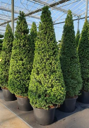 Ilex crenata 'Dark Green' - Japanse Hulst in kegelvorm