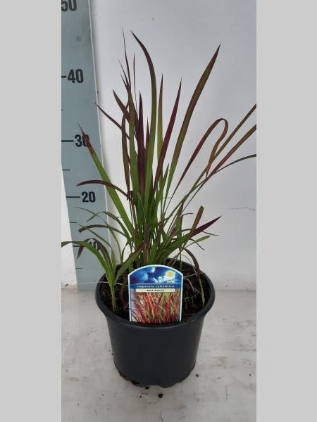 Imperata cylindrica 'Red Baron' - Japans bloedgras