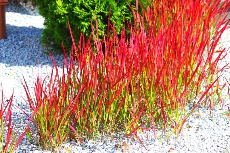 Imperata cylindrica 'Red Baron' - Japans bloedgras
