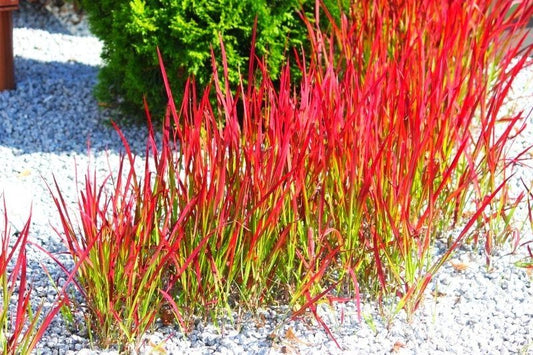Imperata cylindrica 'Red Baron' - Japans bloedgras