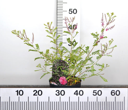 Indigofera heterantha - Indigostruik