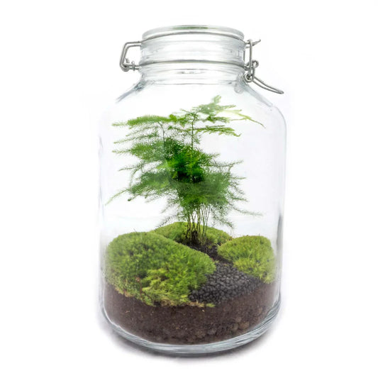 Een glazen pot met een klemdeksel bevat een groene aspergeplant, omringd door zachte mosbollen en donkere grond. Perfect voor binnenlandse decoratie en kleine terrariums.