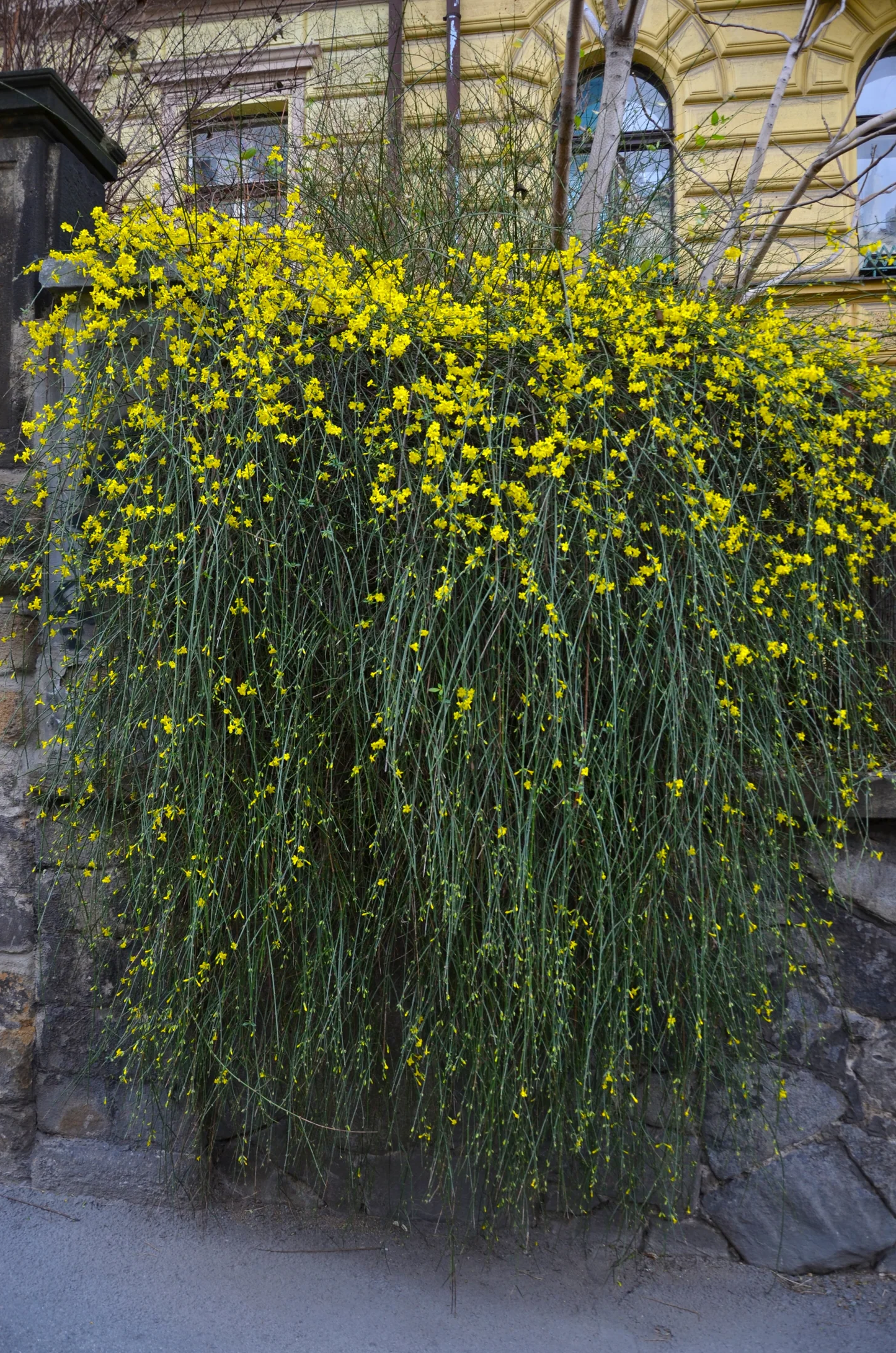 Jasminum nudiflorum - Winterjasmijn
