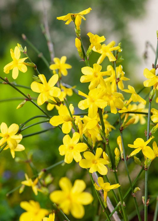 Jasminum nudiflorum - Winterjasmijn