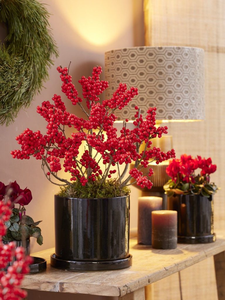 Ilex verticillata 'Jingle Bells'® - Winterbes (Oók voor binnenshuis)