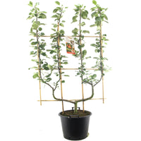 Malus domestica 'Jonagold' - Rode appel - Leivorm dubbele U