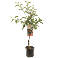 Malus domestica 'Jonagold' - Rode appel - Laagstam