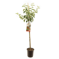 Malus domestica 'Jonagold' - Rode appel - Halfstam