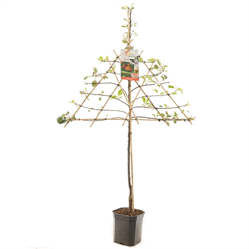 Malus domestica Jonagold - Rode appel leivorm