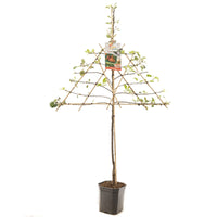 Malus domestica 'Jonagold' - Rode appel - Leivorm