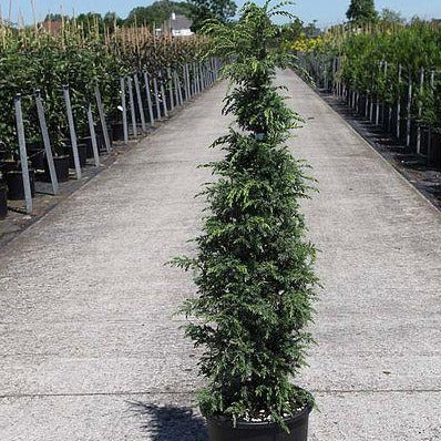 Juniperus comm. 'Suecica' - Jeneverbes