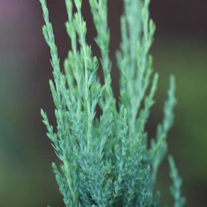 Juniperus scop. 'Blue Arrow' - Virginische Jeneverbes
