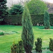 Juniperus scop. 'Blue Arrow' - Virginische Jeneverbes