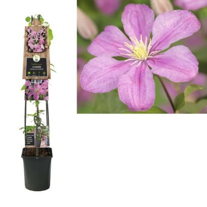 Clematis 'Comtesse de Bouchaud' - Roze bosrank