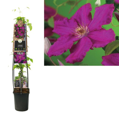 Clematis 'Ernest Markham' - Rode bosrank