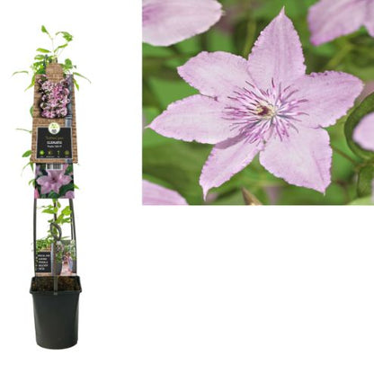 Clematis 'Hagley Hybrid' - Roze bosrank