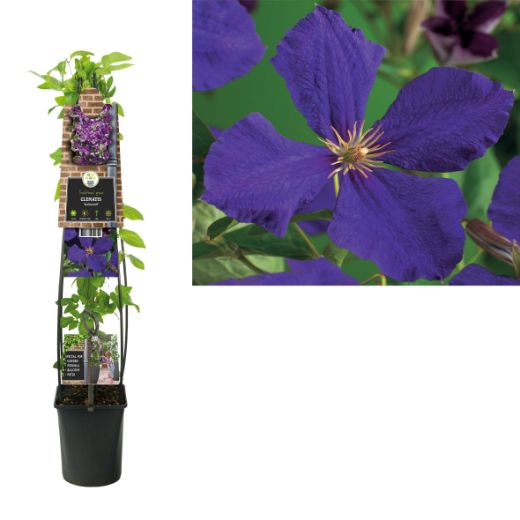 Clematis 'Jackmanii' - Paars/blauwe bosrank