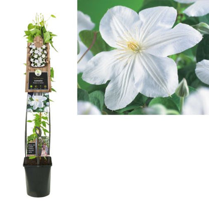 Clematis 'Madame Le Coultre' - Witte bosrank