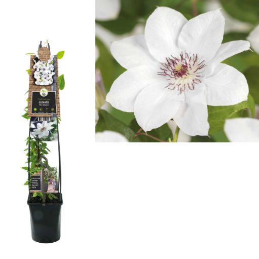 Clematis 'Miss Bateman' - Witte bosrank