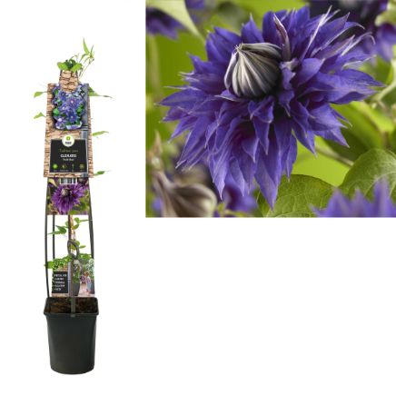 Clematis 'Multi Blue' - Blauwe bosrank