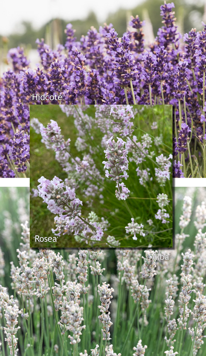 Lavendelmix - Kleurrijk - Pakket voor 1 vierkante meter