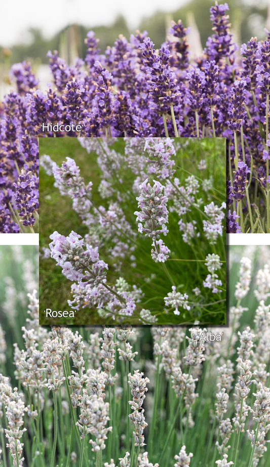 Lavendelmix - Kleurrijk - Pakket voor 1 vierkante meter