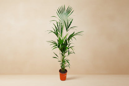 Kentiapalm (Howea forsteriana) 180 cm hoog, pot ø24 cm
