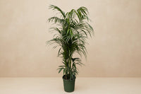 Comnox - Kentia Palm - Natuurlijke rust in uw interieur - 220cm