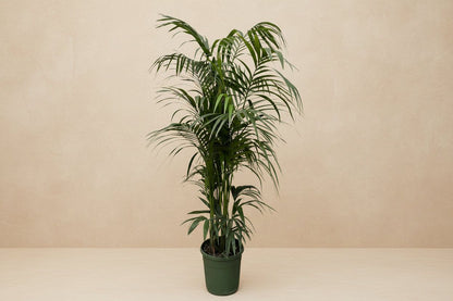 Comnox - Kentia Palm - Natuurlijke rust in uw interieur - 220cm