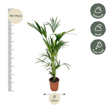 Kentiapalm (Howea forsteriana) 160 cm hoog, pot ø24 cm