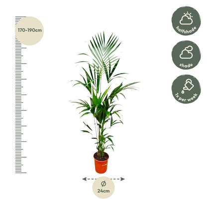 Kentiapalm (Howea forsteriana) 180 cm hoog, pot ø24 cm