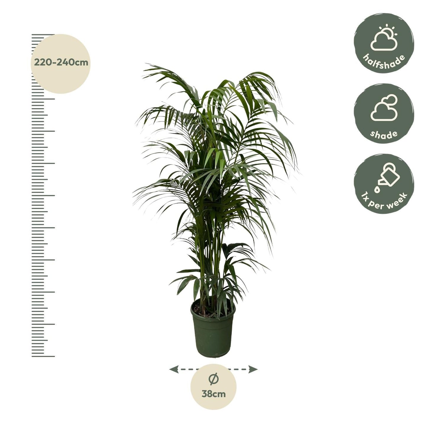 Kentia Palm 220cm - ø38