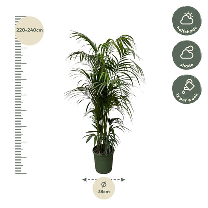 Kentia Palm 220cm - ø38