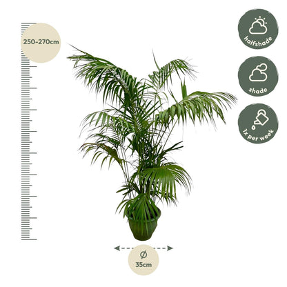 Kentia Palm 260cm - ø40
