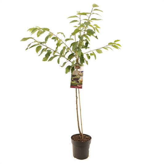 Prunus avium Kordia - Donkerrode kers halfstam