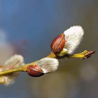 Salix cap. Kilmarnock op stam - Treurwilg