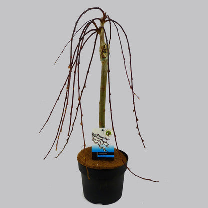 Salix cap. Kilmarnock op stam - Treurwilg