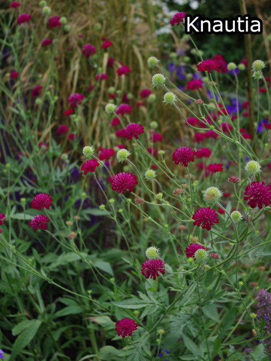 Violet, gele en witte bloemen bloeien in een levendige tuin, omringd door groen gras. Perfect voor tuinontwerp en bloemenkwekerij.