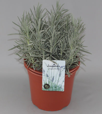 Lavandula angustifolia 'Alba' - Witte lavendel