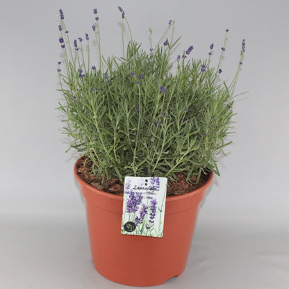 Lavandula angustifolia 'Hidcote' - Diep violet/paarse Lavendel