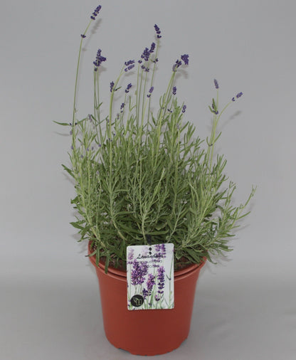 Lavandula angustifolia 'Hidcote' - Diep violet/paarse Lavendel