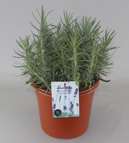 Lavandula angustifolia 'Munstead' -  Licht blauw/paarse lavendel