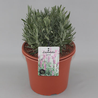 Lavandula angustifolia 'Rosea' - Roze Lavendel