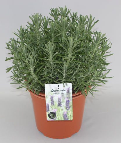 Lavandula Stoechas - Kuiflavendel