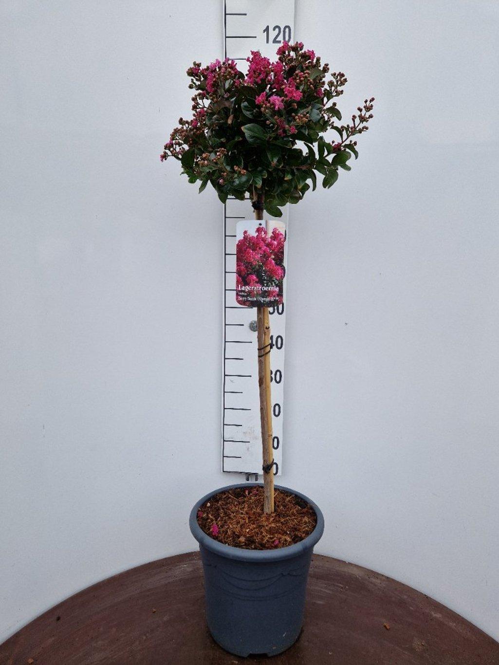 Lagerstroemia 'Berry Dazzle’ - Indische sering op stam