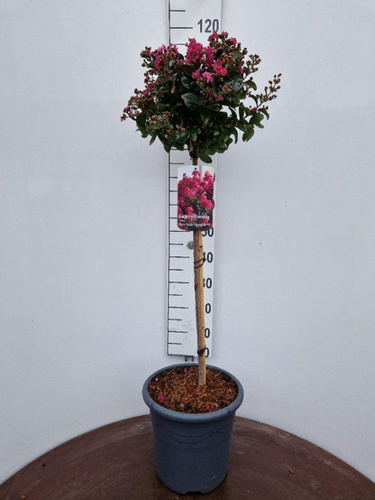 Lagerstroemia 'Berry Dazzle’ - Indische sering op stam