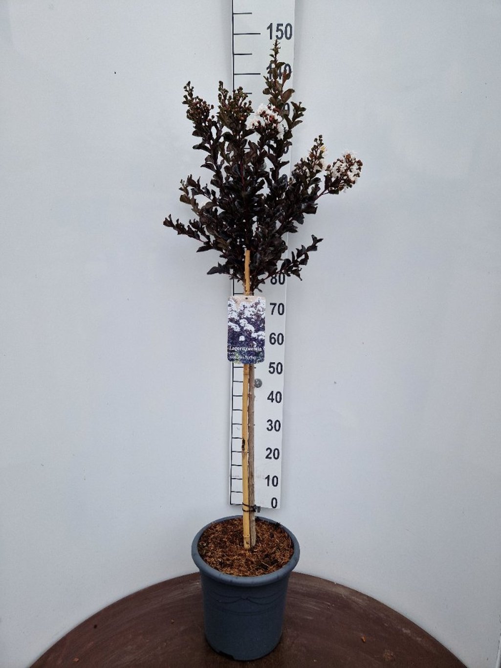 Lagerstroemia indica ‘Coconut Sorbet’ - Indische sering (Struik of op stam)