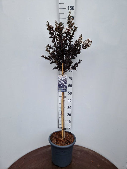 Lagerstroemia indica ‘Coconut Sorbet’ - Indische sering (Struik of op stam)