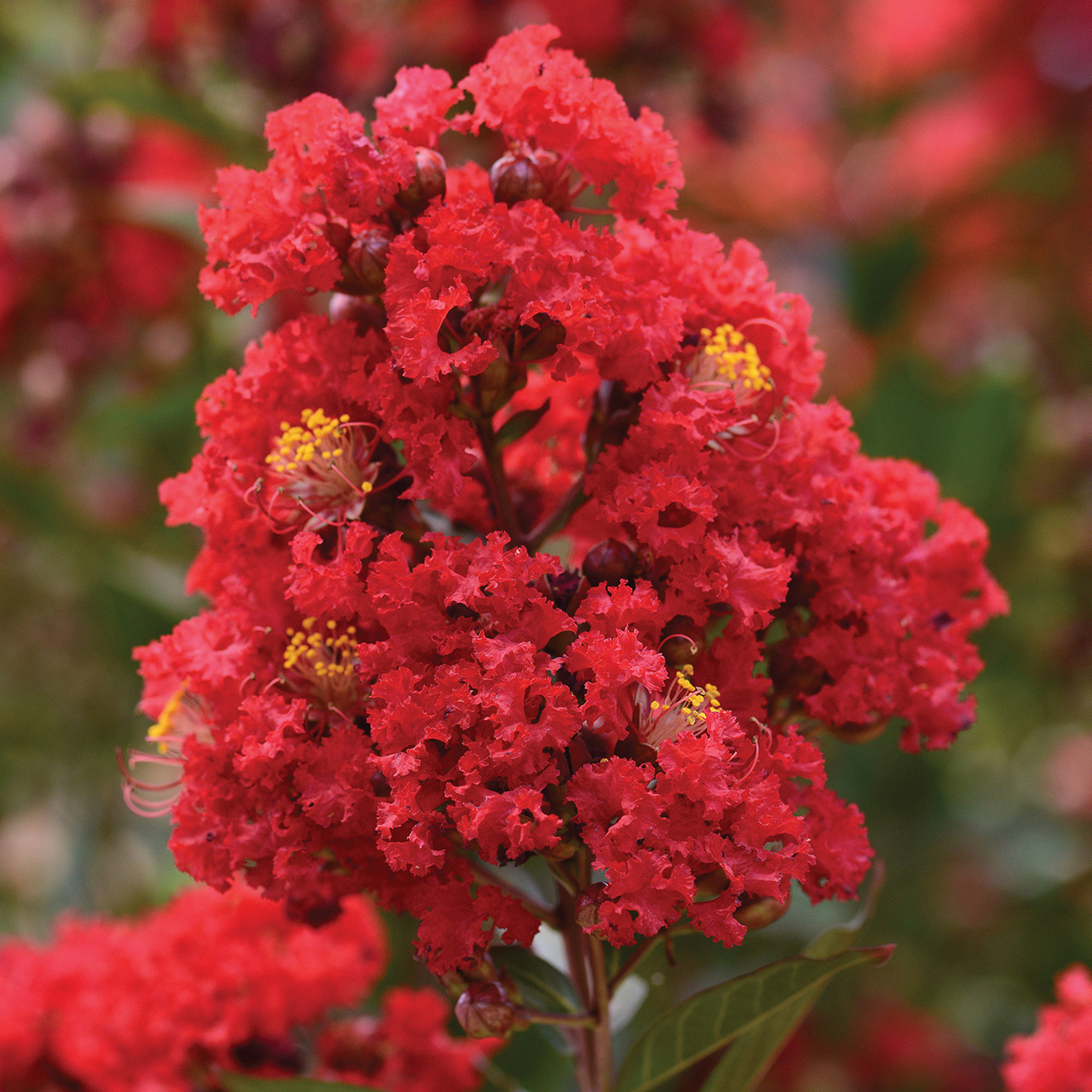 Lagerstroemia indica ‘Best Red’ - Indische sering (Struik of op stam)