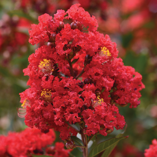 Lagerstroemia indica ‘Best Red’ - Indische sering (Struik of op stam)